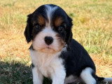 3 chiots Cavalier King Charles tricolores non LOF à réserver