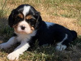 3 chiots Cavalier King Charles tricolores non LOF à réserver