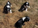 3 chiots Cavalier King Charles tricolores non LOF à réserver