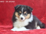 Chiots Berger des Shetland LOF à vendre