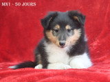 Chiots Berger des Shetland LOF à vendre