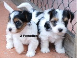 Chiots Biewer Yorkshire à vendre