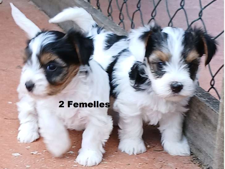 Chiots Biewer Yorkshire à vendre