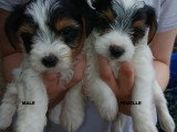 Chiots Biewer Yorkshire à vendre