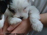 Chiots Biewer Yorkshire à vendre