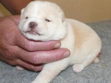 2 chiots mâles Mame Shiba non LOF nés en juin 2026 à vendre