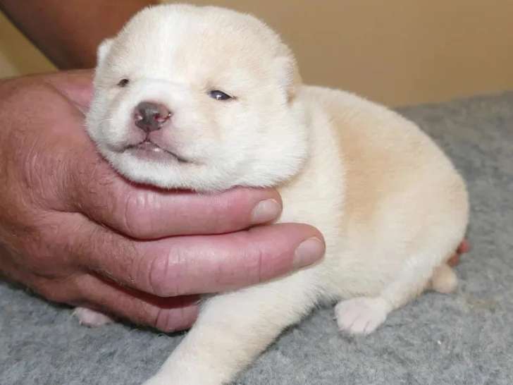 2 chiots mâles Mame Shiba non LOF nés en juin 2026 à vendre