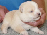 2 chiots mâles Mame Shiba non LOF nés en juin 2026 à vendre