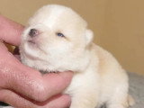 2 chiots mâles Mame Shiba non LOF nés en juin 2026 à vendre