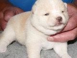 2 chiots mâles Mame Shiba non LOF nés en juin 2026 à vendre