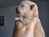 Portée Spitz Nain non LOF 1 mâle bleu merle 1 femelle crème nés juin 2026 à vendre
