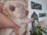 Portée Spitz Nain non LOF 1 mâle bleu merle 1 femelle crème nés juin 2026 à vendre