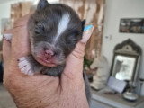 Portée Spitz Nain non LOF 1 mâle bleu merle 1 femelle crème nés juin 2026 à vendre