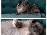 Portée Spitz Nain non LOF 1 mâle bleu merle 1 femelle crème nés juin 2026 à vendre