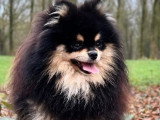 Portée Spitz Nain non LOF 1 mâle bleu merle 1 femelle crème nés juin 2026 à vendre