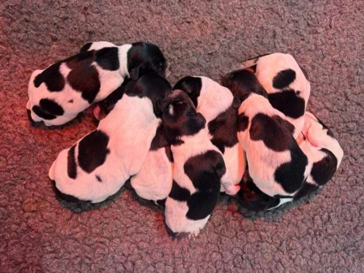 Portée de 8 chiots Épagneul Breton tricolores LOF à réserver