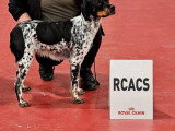 Portée de 8 chiots Épagneul Breton tricolores LOF à réserver