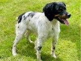 Portée de 8 chiots Épagneul Breton tricolores LOF à réserver