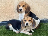 Portée de 4 chiots Beagle non LOF nés en avril 2026 à vendre