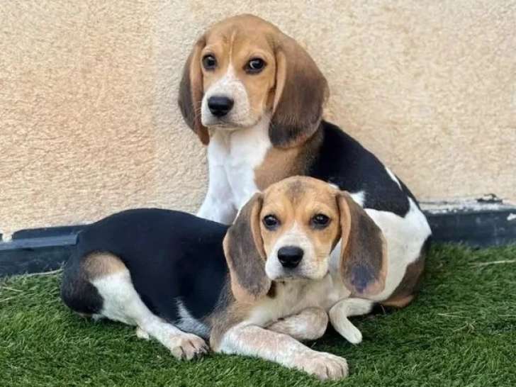 Portée de 4 chiots Beagle non LOF nés en avril 2026 à vendre