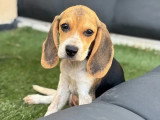 Portée de 4 chiots Beagle non LOF nés en avril 2026 à vendre