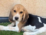 Portée de 4 chiots Beagle non LOF nés en avril 2026 à vendre