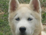 Chiot Husky de Sibérie mâle LOF né en mars à vendre