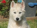 Chiot Husky de Sibérie mâle LOF né en mars à vendre