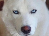 Chiot Husky de Sibérie mâle LOF né en mars à vendre