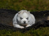 Chiot Husky de Sibérie mâle LOF né en mars à vendre