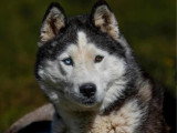 Chiot Husky de Sibérie mâle LOF né en mars à vendre