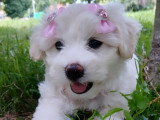 Femelle Bichon Maltais à vendre