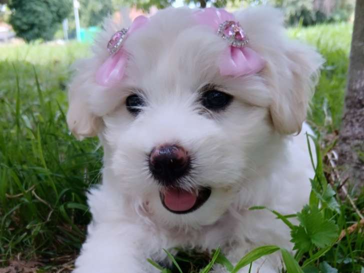 Femelle Bichon Maltais à vendre