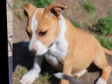 3 chiots femelles American Staffordshire Terrier LOF nées en janvier 2026 à vendre