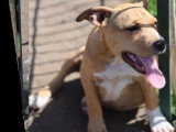3 chiots femelles American Staffordshire Terrier LOF nées en janvier 2026 à vendre