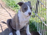 3 chiots femelles American Staffordshire Terrier LOF nées en janvier 2026 à vendre