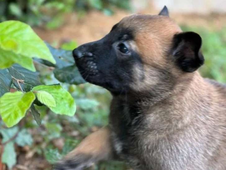9 chiots Berger Belge Malinois LOF nés en mai 2026 à vendre