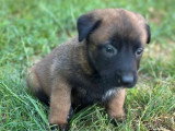 9 chiots Berger Belge Malinois LOF nés en mai 2026 à vendre
