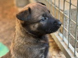 9 chiots Berger Belge Malinois LOF nés en mai 2026 à vendre