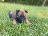 9 chiots Berger Belge Malinois LOF nés en mai 2026 à vendre
