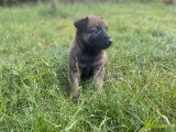 9 chiots Berger Belge Malinois LOF nés en mai 2026 à vendre