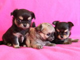 3 magnifiques chiots Chihuahua LOF à vendre