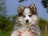 Chiot femelle Pomsky F3 non LOF à vendre née en mars 2026
