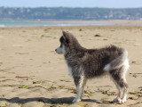 Chiot femelle Pomsky F3 non LOF à vendre née en mars 2026