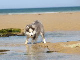 Chiot femelle Pomsky F3 non LOF à vendre née en mars 2026