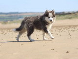 Chiot femelle Pomsky F3 non LOF à vendre née en mars 2026