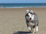 Chiot femelle Pomsky F3 non LOF à vendre née en mars 2026