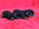 2 superbes chiots chiots Yorkshire Terrier LOF à vendre