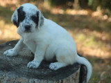 5 chiots Setter Anglais blue belton LOF de mai 2026 à réserver