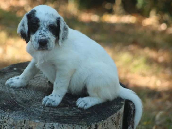 5 chiots Setter Anglais blue belton LOF de mai 2026 à réserver